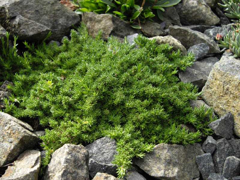 Minuartia obtusiloba photo